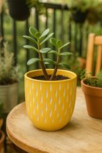 Evergreen Planter