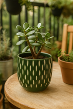 Evergreen Planter