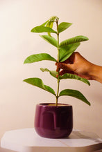 Naksh Planter