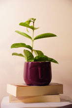 Naksh Planter