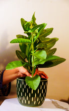 Evergreen Planter