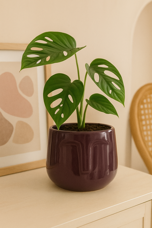 Naksh Planter